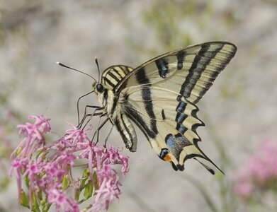 Papilionidae-Papilioninae-Papilio alexanor-Colmars, Copie de 000849