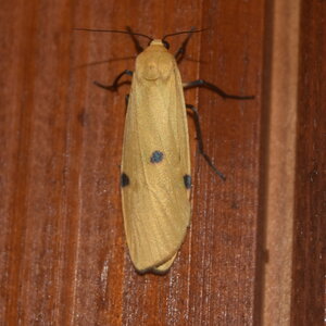 Arctiidae-Lithosiinae-Lithosia quadra-Colmars, DSC_0036
