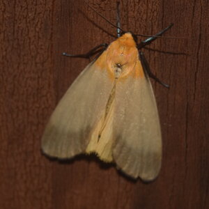 Arctiidae-Lithosiinae-Lithosia quadra-Colmars, DSC_0101 - Copie
