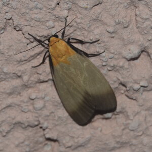 Arctiidae-Lithosiinae-Lithosia quadra-Colmars, DSC_0144