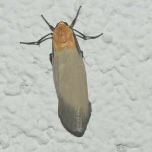Arctiidae-Lithosiinae-Lithosia quadra-Colmars, DSC_0531