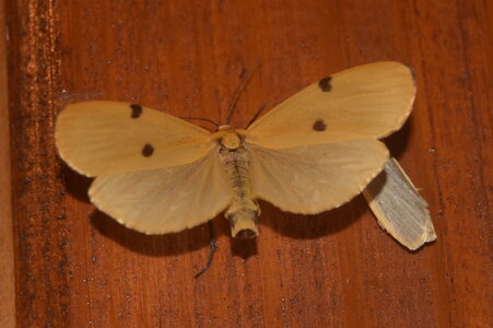 Arctiidae-Lithosiinae-Lithosia quadra-Colmars, DSC_0587