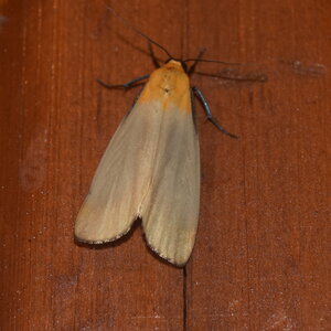 Arctiidae-Lithosiinae-Lithosia quadra-Colmars, DSC_0655 - Copie