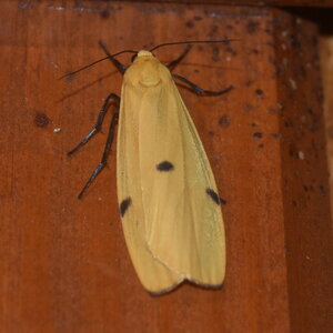 Arctiidae-Lithosiinae-Lithosia quadra-Colmars, DSC_0657 - Copie