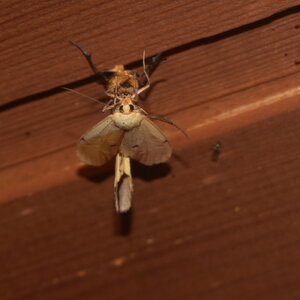Arctiidae-Lithosiinae-Lithosia quadra-Colmars, DSC_0706