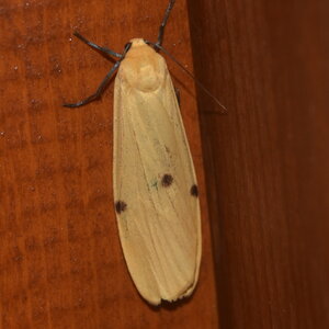 Arctiidae-Lithosiinae-Lithosia quadra-Colmars, DSC_0723