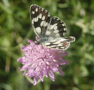Satyridae-Melanargia galathea-Colmars, 000052