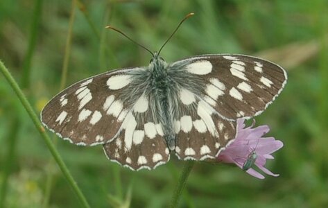 Satyridae-Melanargia galathea-Colmars, DSC_0031a