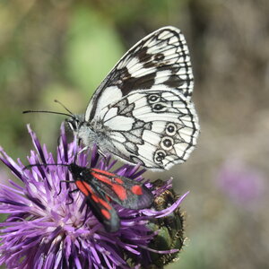 Satyridae-Melanargia galathea-Colmars, DSC_0034