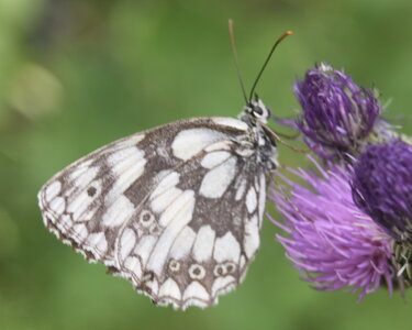 Satyridae-Melanargia galathea-Colmars, DSC_0079