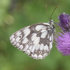 Satyridae-Melanargia galathea-Colmars, DSC_0080