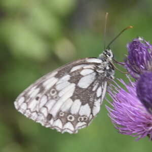 Satyridae-Melanargia galathea-Colmars, DSC_0082