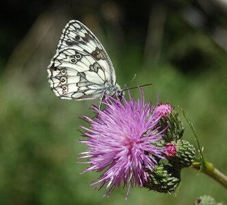Satyridae-Melanargia galathea-Colmars, DSC_0084-1  2 