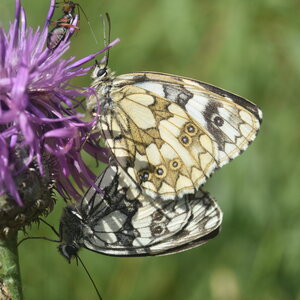 Satyridae-Melanargia galathea-Colmars, DSC_0088