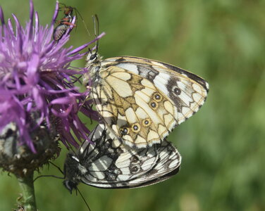Satyridae-Melanargia galathea-Colmars, DSC_0089