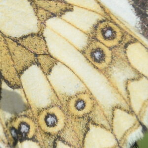 Satyridae-Melanargia galathea-Colmars, DSC_0090