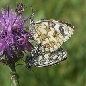 Satyridae-Melanargia galathea-Colmars, DSC_0091