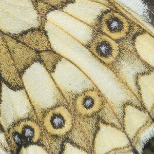 Satyridae-Melanargia galathea-Colmars, DSC_0092