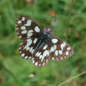 Satyridae-Melanargia galathea-Colmars, DSC_0092-3