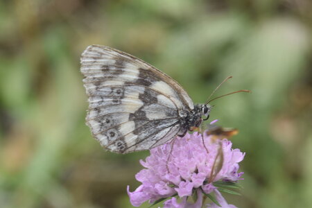 Satyridae-Melanargia galathea-Colmars, DSC_0094