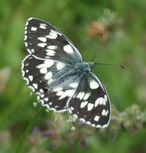 Satyridae-Melanargia galathea-Colmars, DSC_0120a