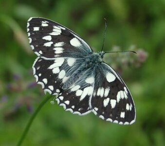Satyridae-Melanargia galathea-Colmars, DSC_0123a