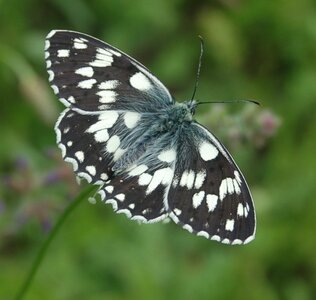 Satyridae-Melanargia galathea-Colmars, DSC_0126a