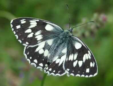 Satyridae-Melanargia galathea-Colmars, DSC_0130a