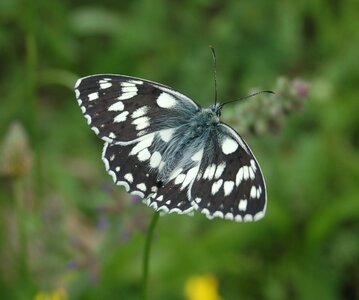 Satyridae-Melanargia galathea-Colmars, DSC_0131a