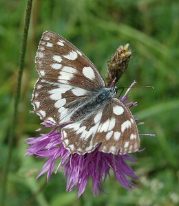Satyridae-Melanargia galathea-Colmars, DSC_0152-3