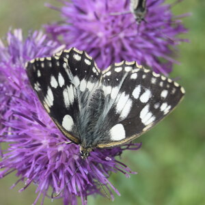 Satyridae-Melanargia galathea-Colmars, DSC_0161