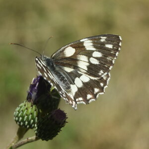 Satyridae-Melanargia galathea-Colmars, DSC_0174
