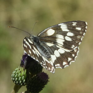 Satyridae-Melanargia galathea-Colmars, DSC_0175