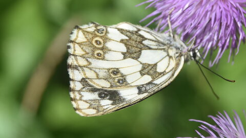 Satyridae-Melanargia galathea-Colmars, DSC_0176