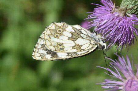 Satyridae-Melanargia galathea-Colmars, DSC_0177