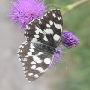 Satyridae-Melanargia galathea-Colmars, DSC_0182