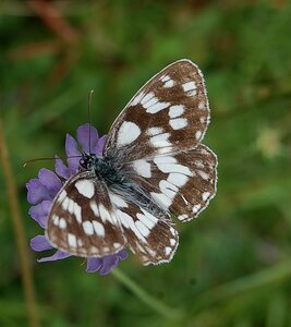 Satyridae-Melanargia galathea-Colmars, DSC_0201-1