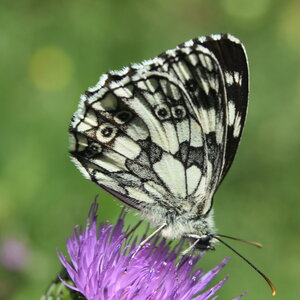 Satyridae-Melanargia galathea-Colmars, DSC_0203