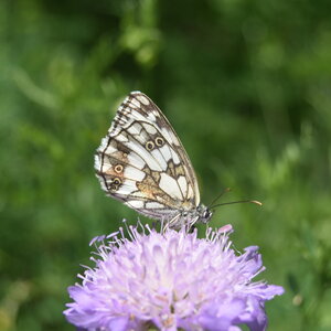 Satyridae-Melanargia galathea-Colmars, DSC_0207