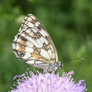 Satyridae-Melanargia galathea-Colmars, DSC_0208