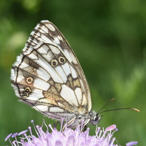Satyridae-Melanargia galathea-Colmars, DSC_0209