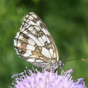 Satyridae-Melanargia galathea-Colmars, DSC_0211