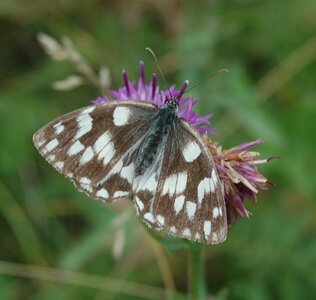 Satyridae-Melanargia galathea-Colmars, DSC_0233-1  2 