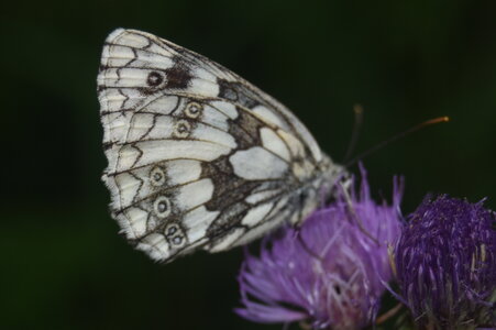 Satyridae-Melanargia galathea-Colmars, DSC_0279