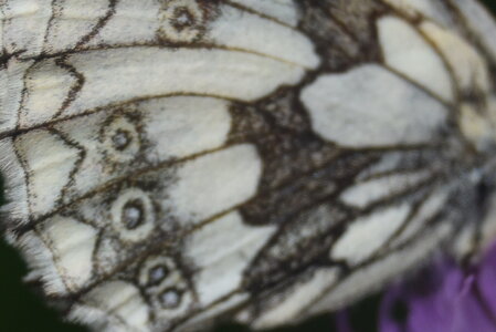 Satyridae-Melanargia galathea-Colmars, DSC_0280