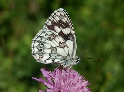 Satyridae-Melanargia galathea-Colmars, DSC_0338a