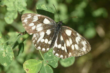 Satyridae-Melanargia galathea-Colmars, DSC_0341