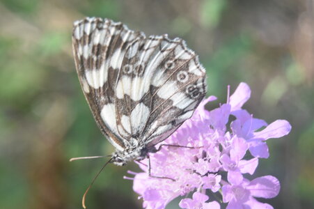 Satyridae-Melanargia galathea-Colmars, DSC_0342