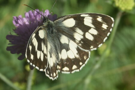Satyridae-Melanargia galathea-Colmars, DSC_0358 - Copie