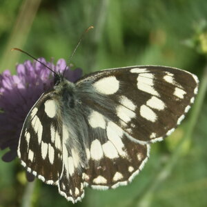 Satyridae-Melanargia galathea-Colmars, DSC_0359 - Copie
